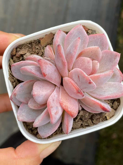 多肉植物 スタージェニー 24株セット 2.5号鉢 品番AA00113