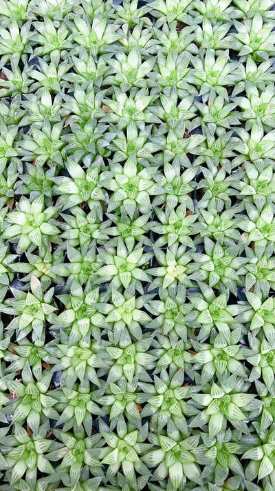 多肉植物 ギョクロジュ 105株セット 品番AH00015