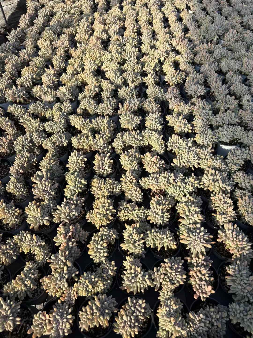 多肉植物 よいびとけい 18株セット 3号鉢 品番AD00227