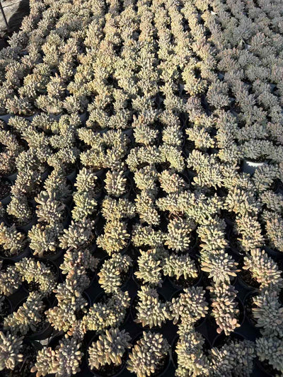 多肉植物 よいびとけい 18株セット 3号鉢 品番AD00227