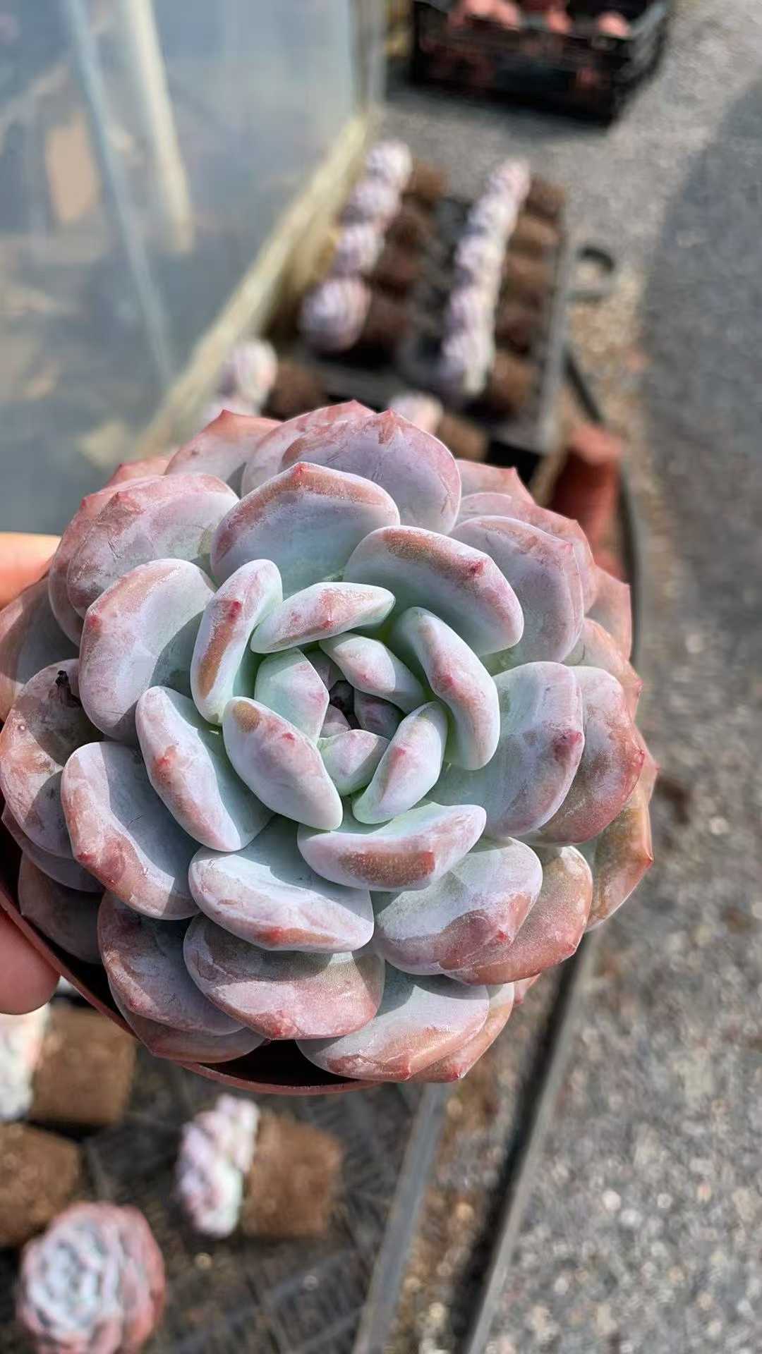 多肉植物 ダイダイムンロ 15株セット 4号鉢 品番AE00047