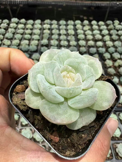 多肉植物 こおりきさき 50株セット 2.5号鉢 品番AD00110