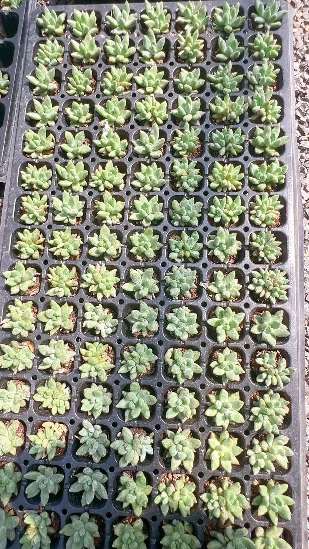 多肉植物 センカラー 105株セット 品番AH00008