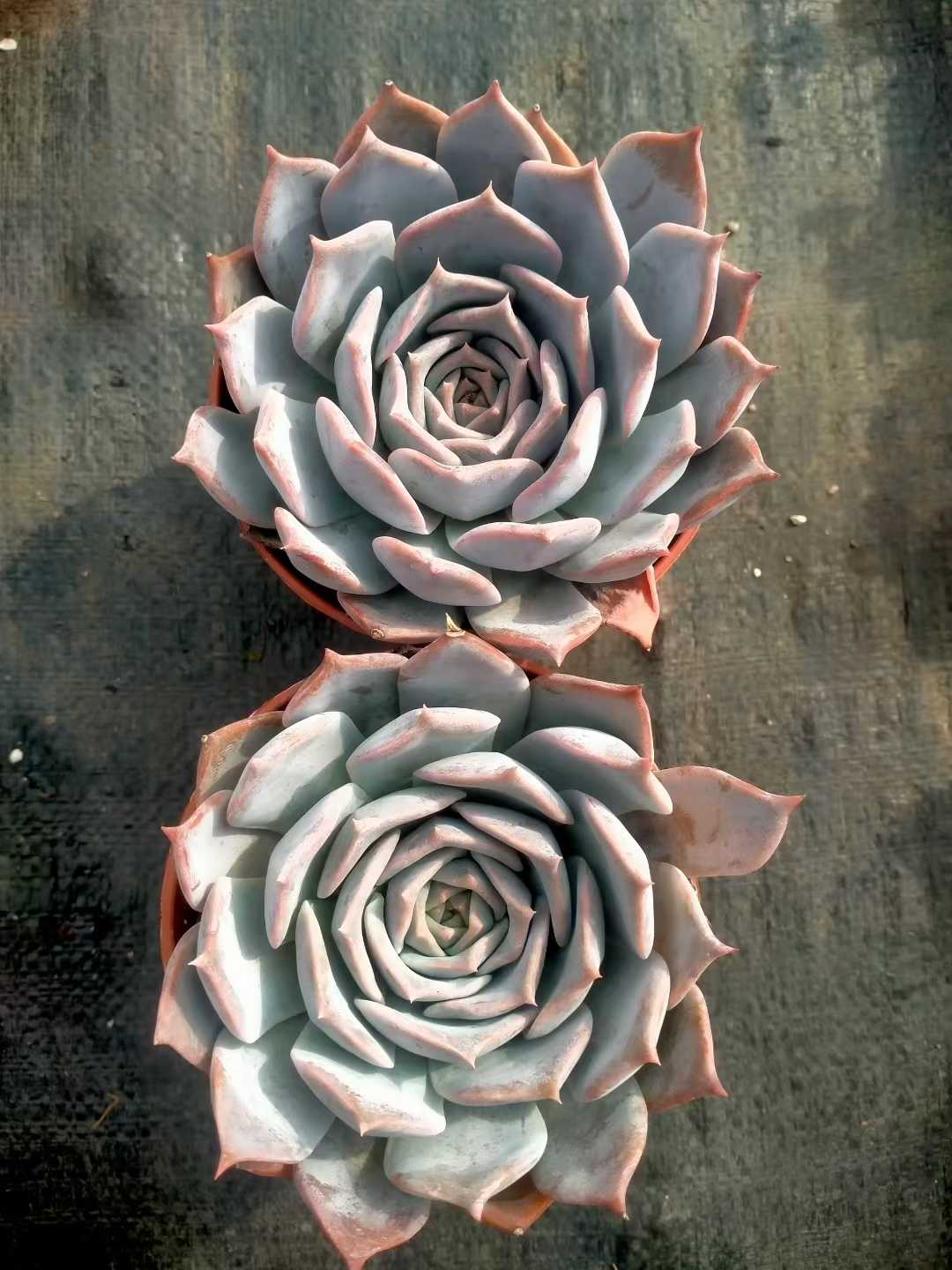 多肉植物 ルシナ 24株セット 4号鉢 品番ZG00032