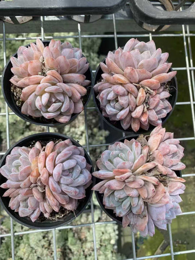 多肉植物 オレンジモンローグン 35株セット 3号鉢 品番AF00060