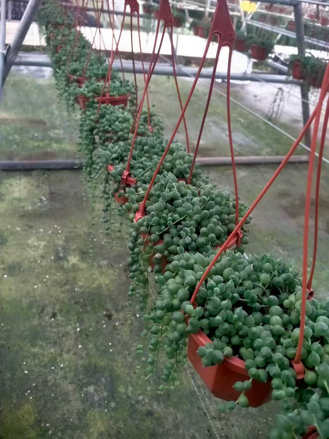 多肉植物 エンジュショウチョウボン 24株セット 4号鉢 品番ZG00057