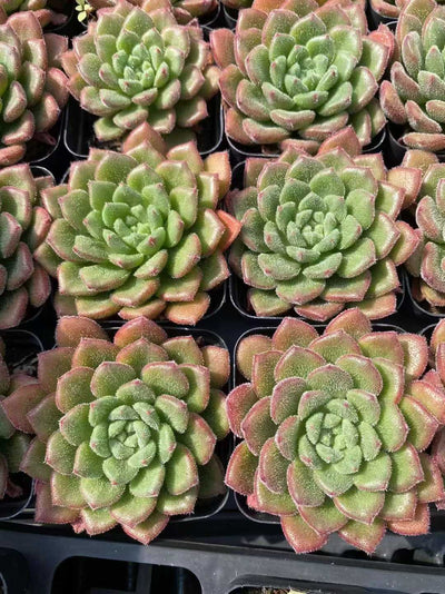 多肉植物 キャロル 54株セット 2.5号鉢 品番AF00021