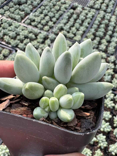 多肉植物 しょうかびじんぐん 50株セット 2.5号鉢 品番AD00183