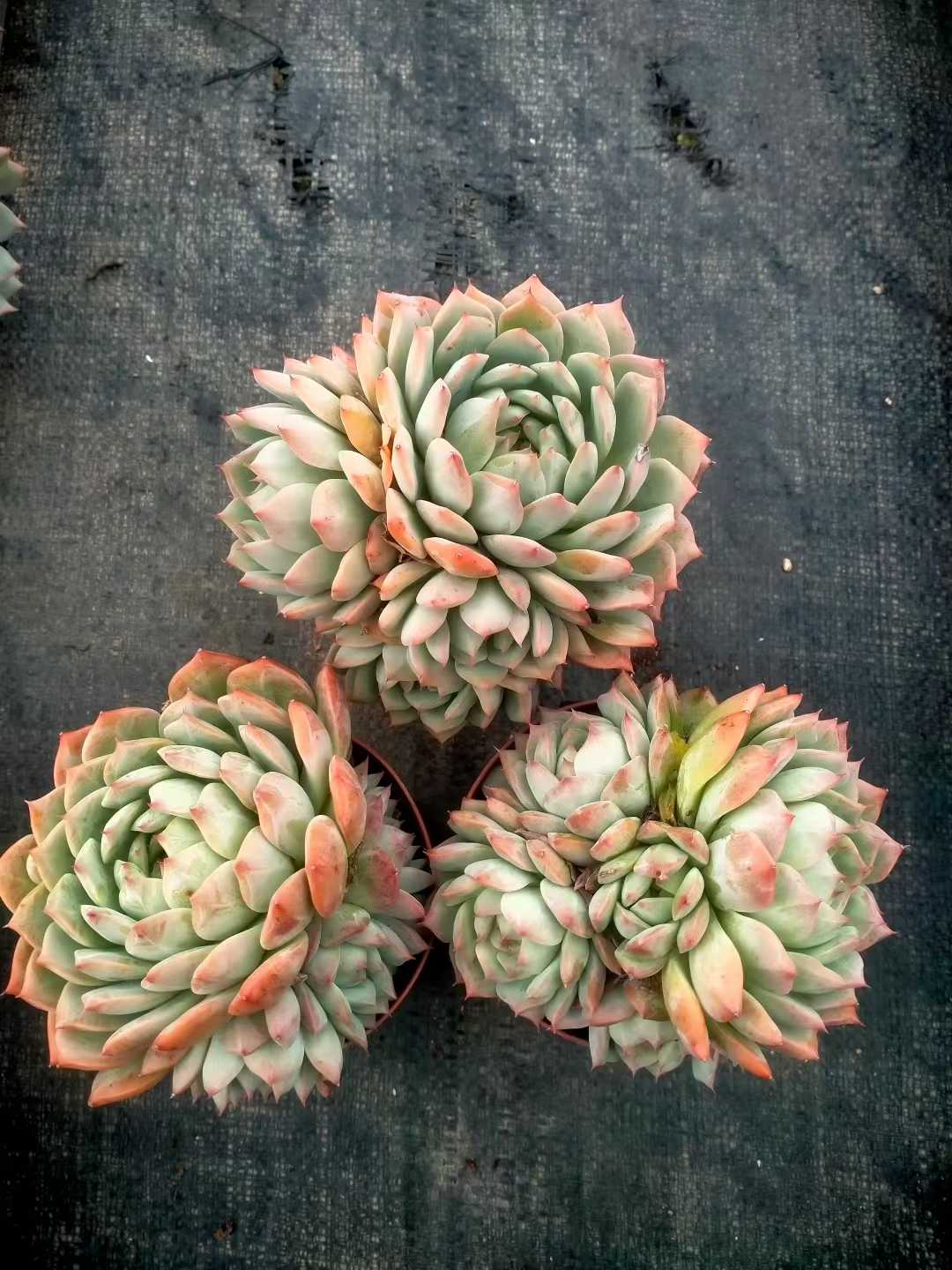 多肉植物 ティーピー 24株セット 4号鉢 品番ZG00042