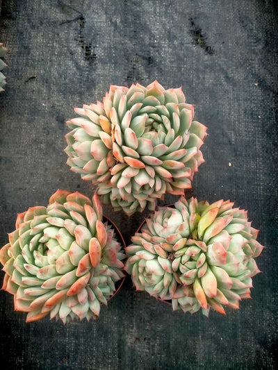 多肉植物 ティーピー 24株セット 4号鉢 品番ZG00042