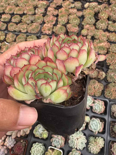 多肉植物 こいちご 50株セット 2.5号鉢 品番AD00247