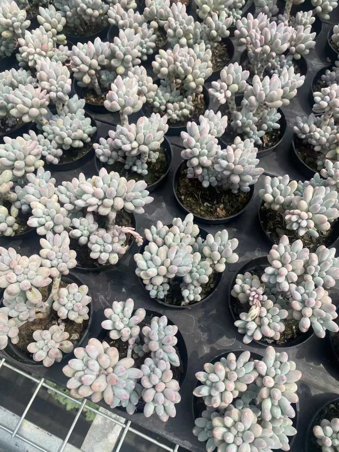 多肉植物 ベイビー・フィンガーグン 30株セット 3号鉢 品番AF00008