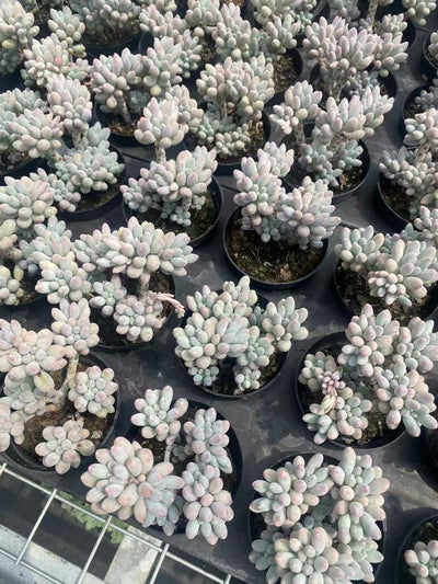 多肉植物 ベイビー・フィンガーグン 30株セット 3号鉢 品番AF00008