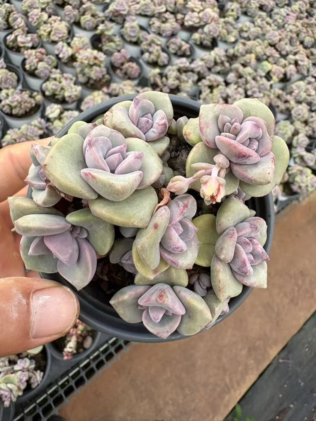 多肉植物 にじキャンディ 36株セット 3号鉢 品番AD00144