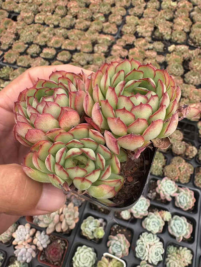 多肉植物 こいちご 50株セット 2.5号鉢 品番AD00247