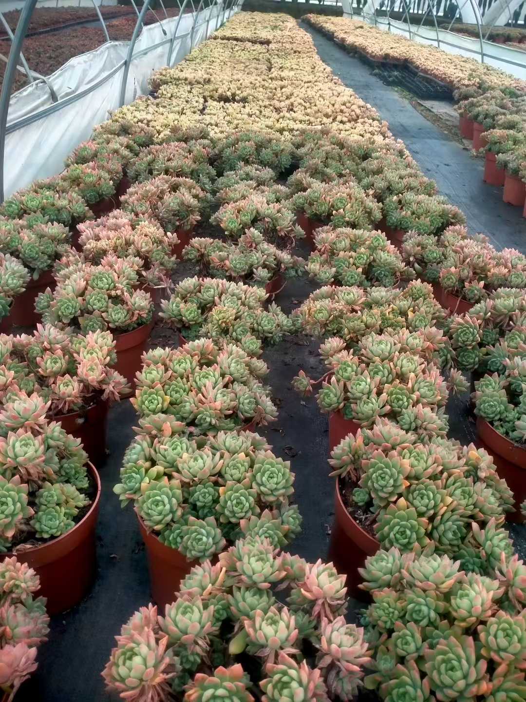 多肉植物 マーカス 9株セット 6号鉢 品番ZG00044