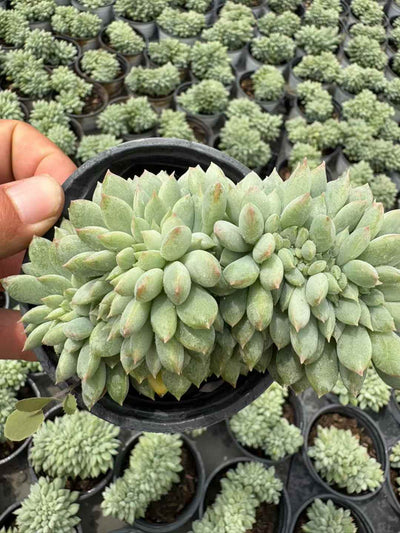 多肉植物 ライムビジンけい 18株セット 3号鉢 品番AD00218