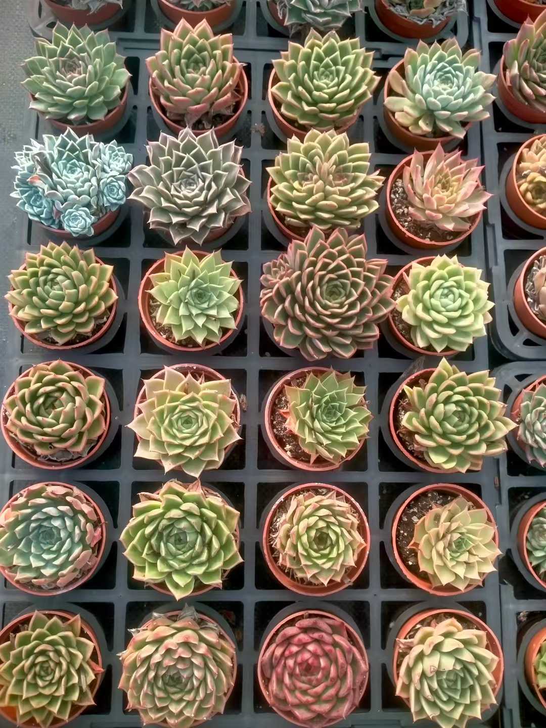 多肉植物 シンピンザ 35株セット 3号鉢 品番ZG00072