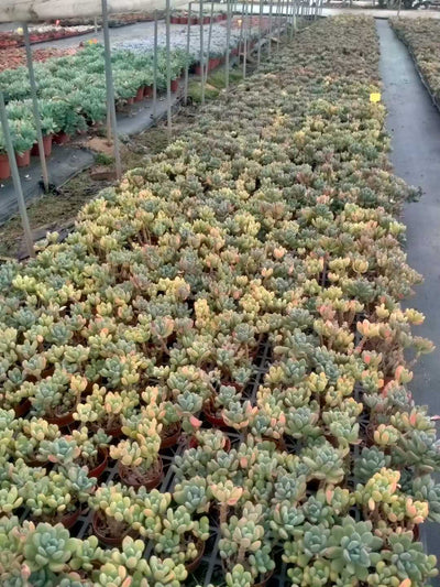 多肉植物 コウビジン 24株セット 4号鉢 品番ZG00037