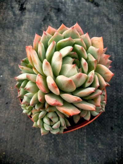 多肉植物 ティーピー 24株セット 4号鉢 品番ZG00042