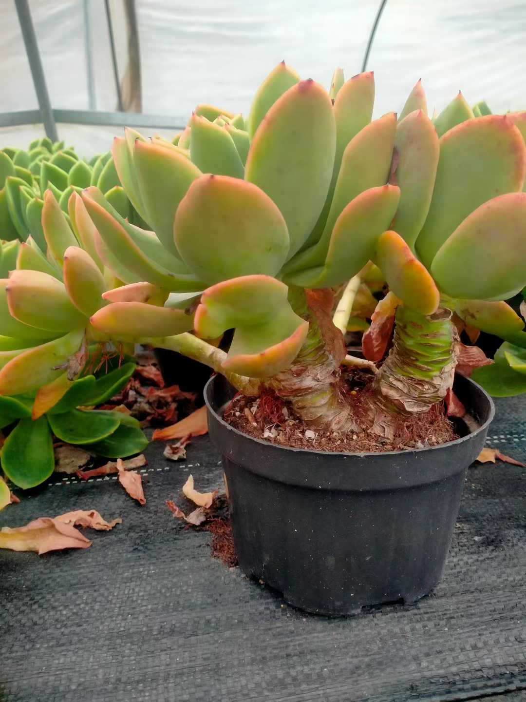 多肉植物 NO.3大美株多肉植物アガベサイズ21CM 子株付きAgave victoriae-reginae 笹