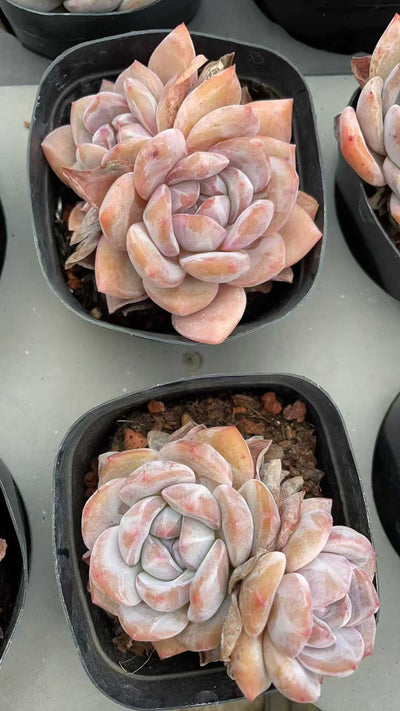 多肉植物 ホシカゲソウトウ 50株セット 2.5号鉢 品番AE00028