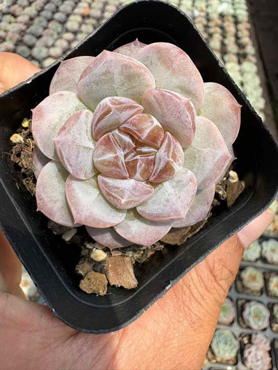 多肉植物 アイスアメリカーノ 50株セット 2.5号鉢 品番AD00189