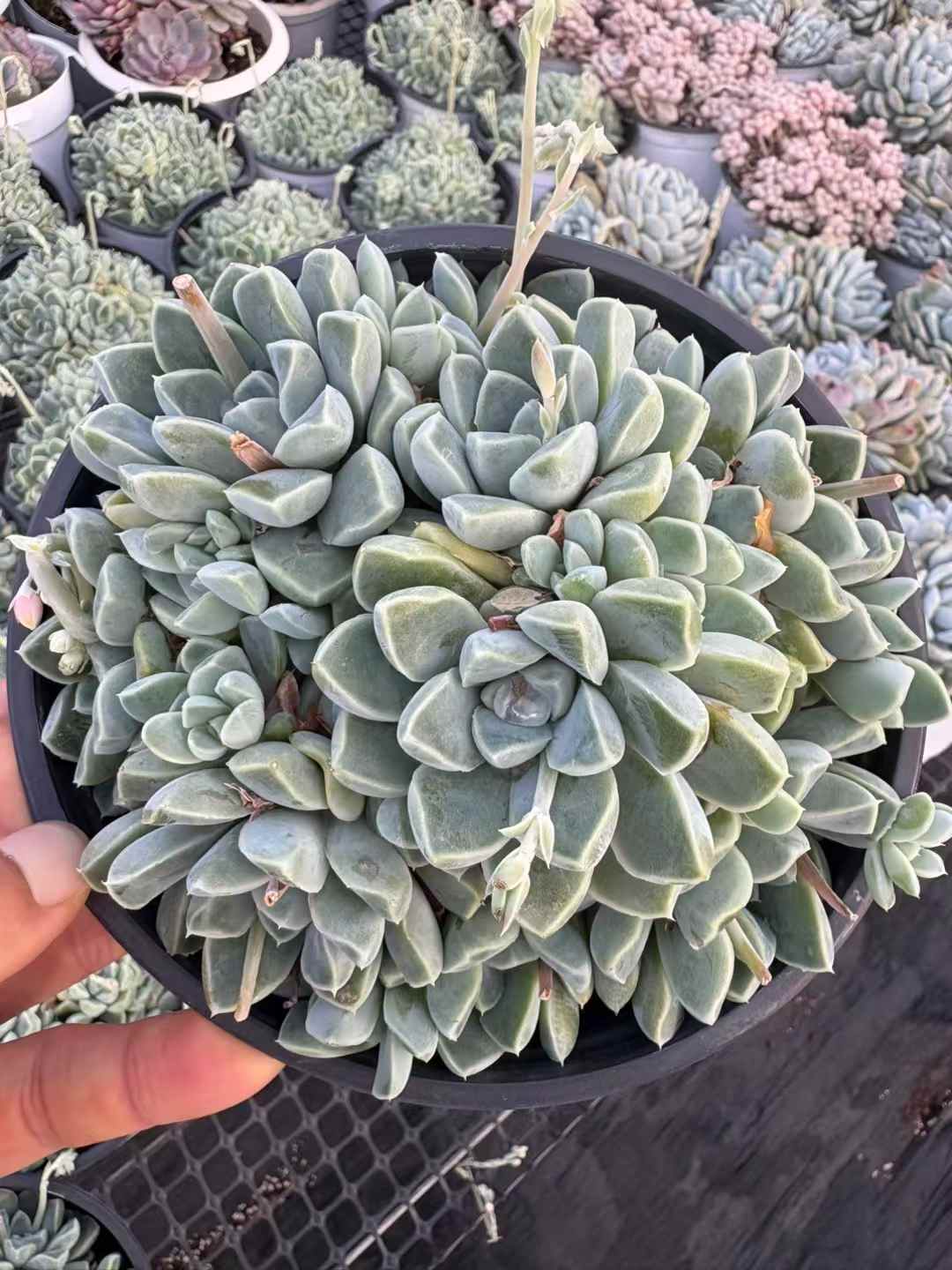 多肉植物 トトッリ 15株セット 5号鉢 品番AD00159