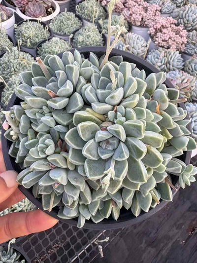 多肉植物 トトッリ 15株セット 5号鉢 品番AD00159