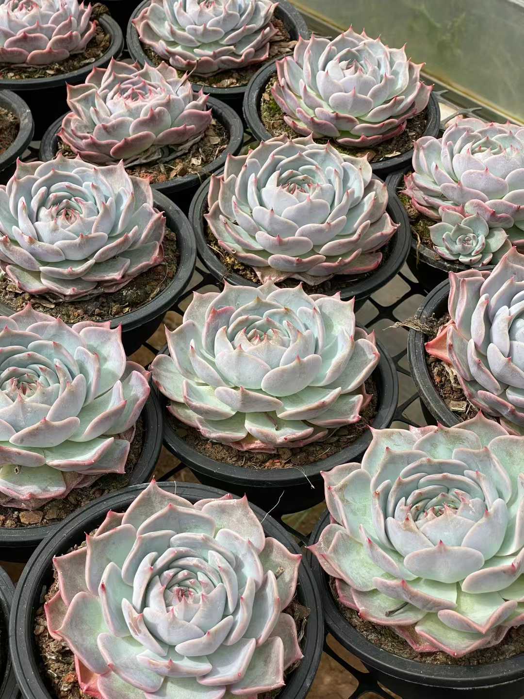 多肉植物 ピカチュウ 8株セット 5号鉢 品番AA00117