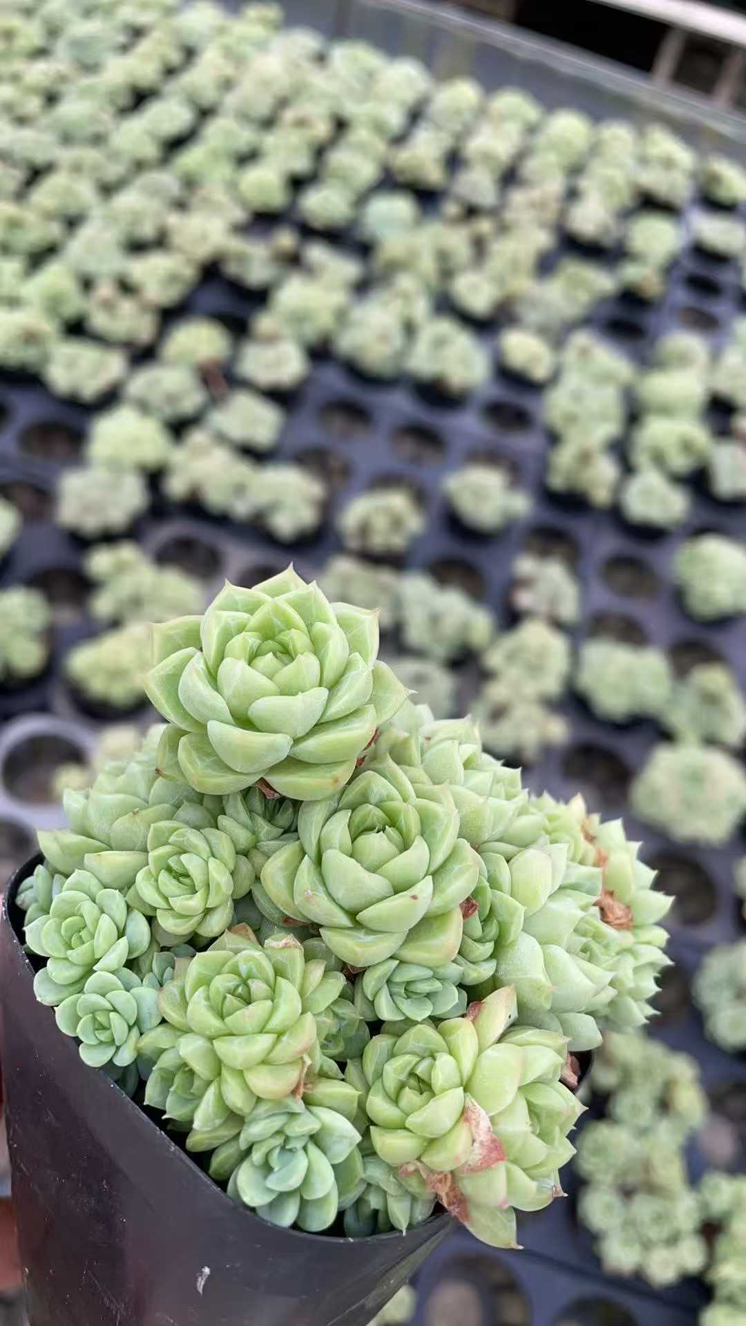 多肉植物 ジョオウ 50株セット 2.5号鉢 品番AE00025