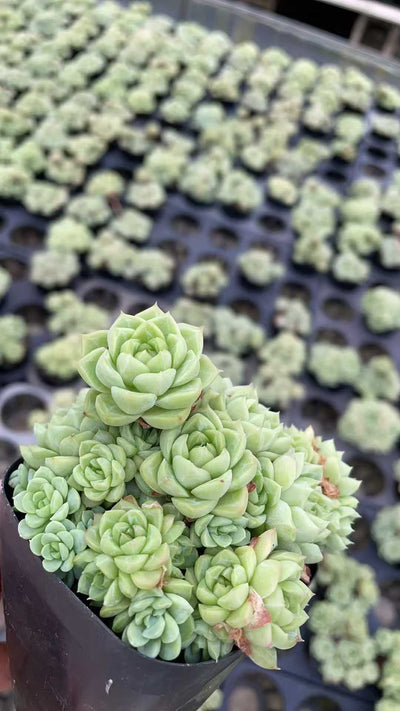 多肉植物 ジョオウ 50株セット 2.5号鉢 品番AE00025