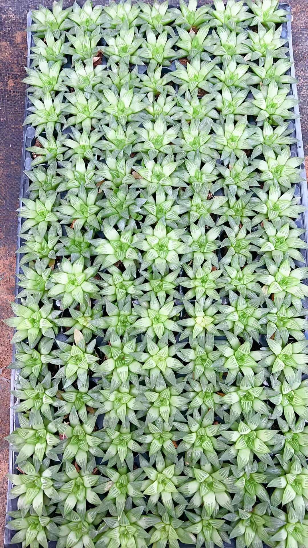 多肉植物 ギョクロジュ 105株セット 品番AH00015