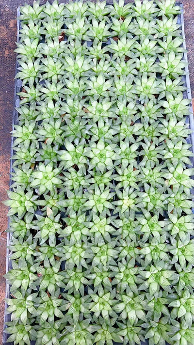 多肉植物 ギョクロジュ 105株セット 品番AH00015