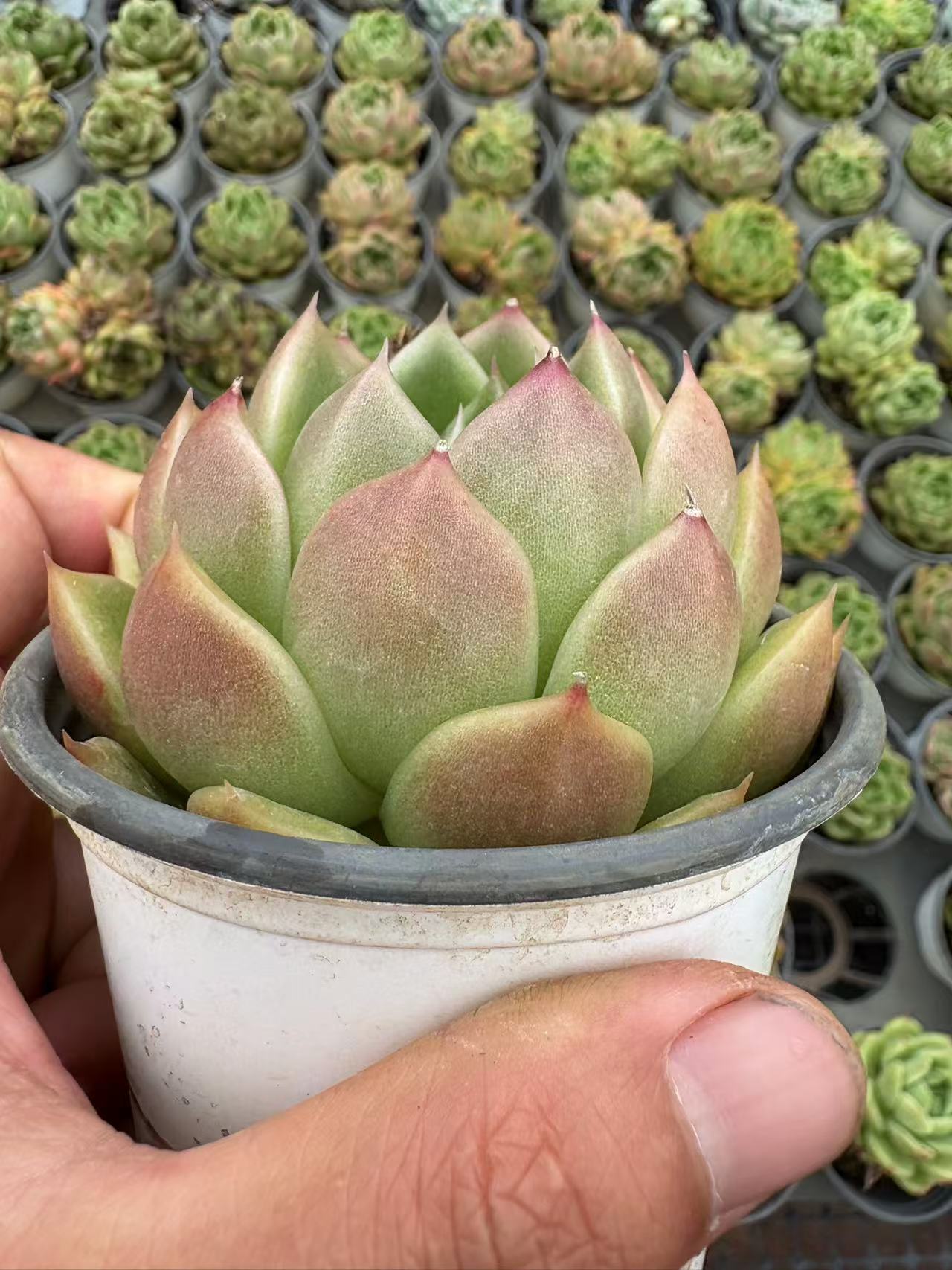 多肉植物 こおりしろ 36株セット 3号鉢 品番AD00134