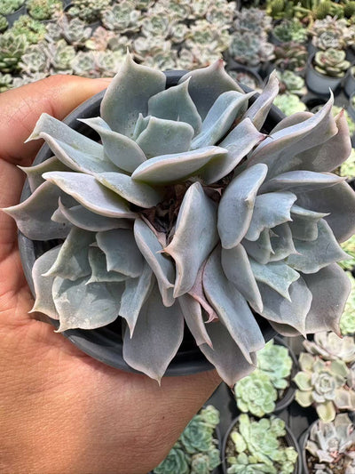 多肉植物 ルナ 36株セット 3号鉢 品番AD00175