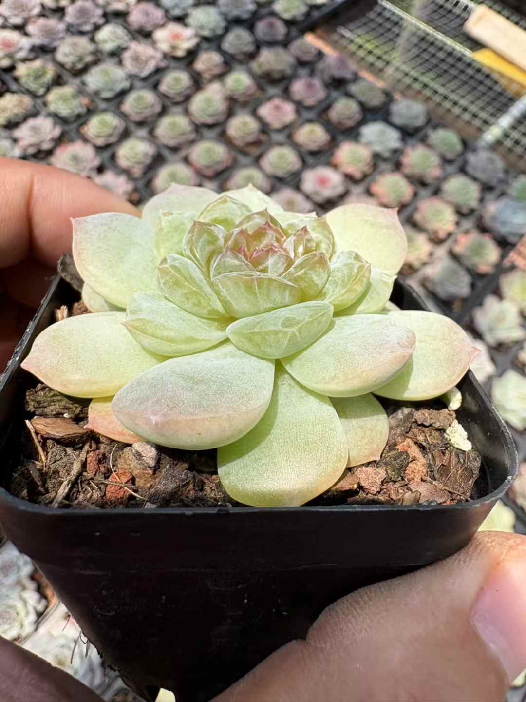 多肉植物 ライラック 50株セット 2.5号鉢 品番AD00188