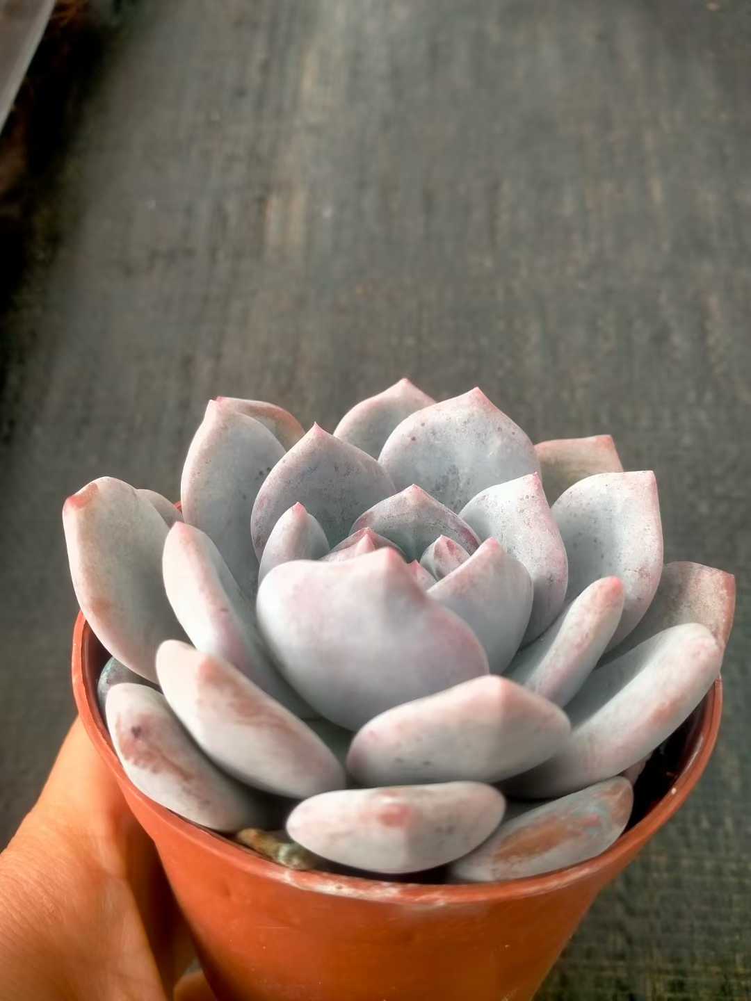 多肉植物 モンロータントウ 35株セット 3号鉢 品番ZG00067