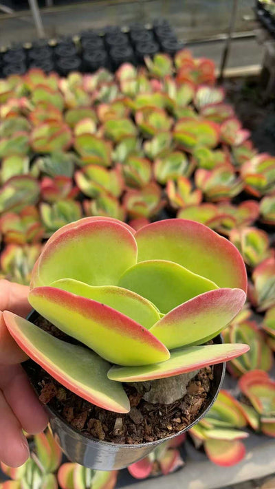 多肉植物 トウイン 15株セット 3号鉢 品番AE00049