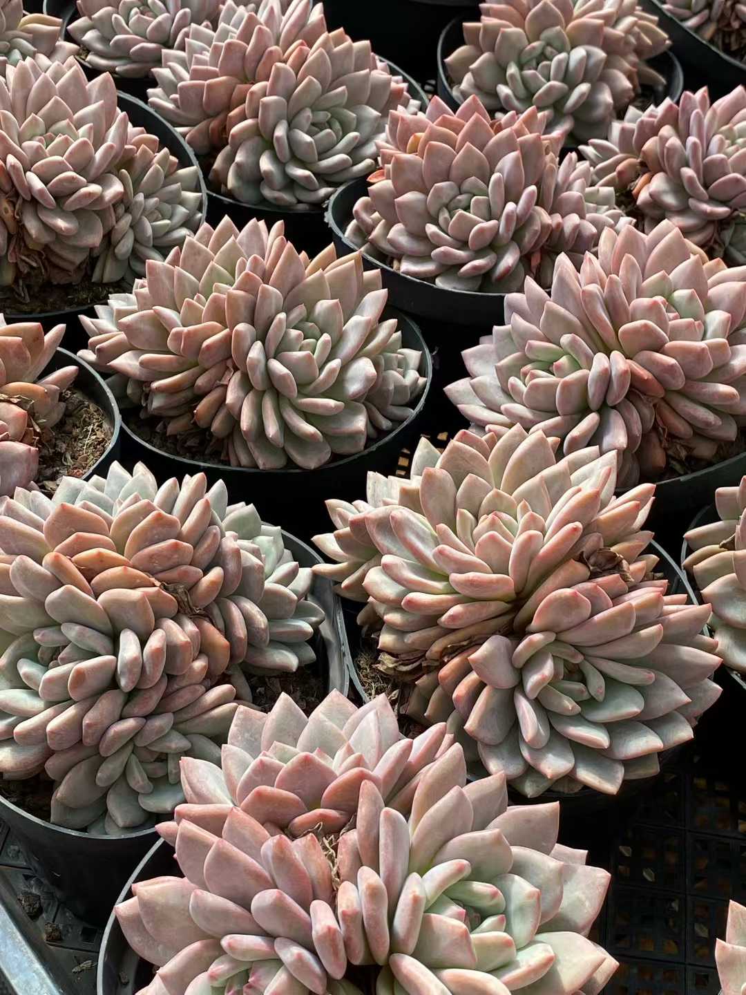 多肉植物 リンスノー 12株セット 5号鉢 品番AA00140