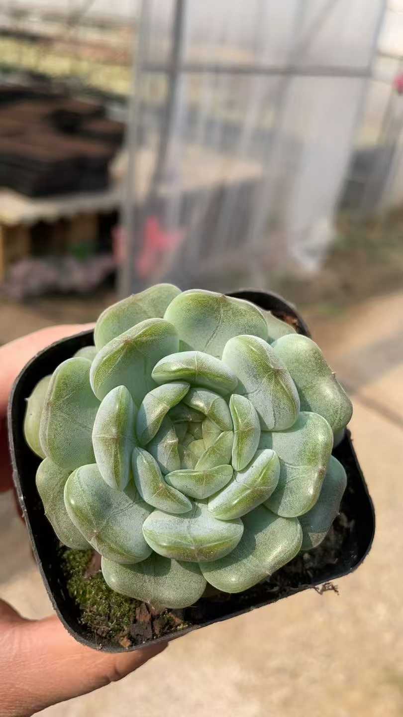 多肉植物 ハクレン 50株セット 2.5号鉢 品番AE00019