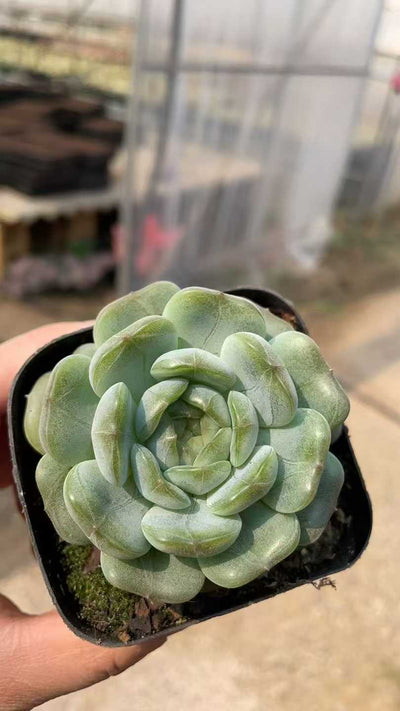 多肉植物 ハクレン 50株セット 2.5号鉢 品番AE00019