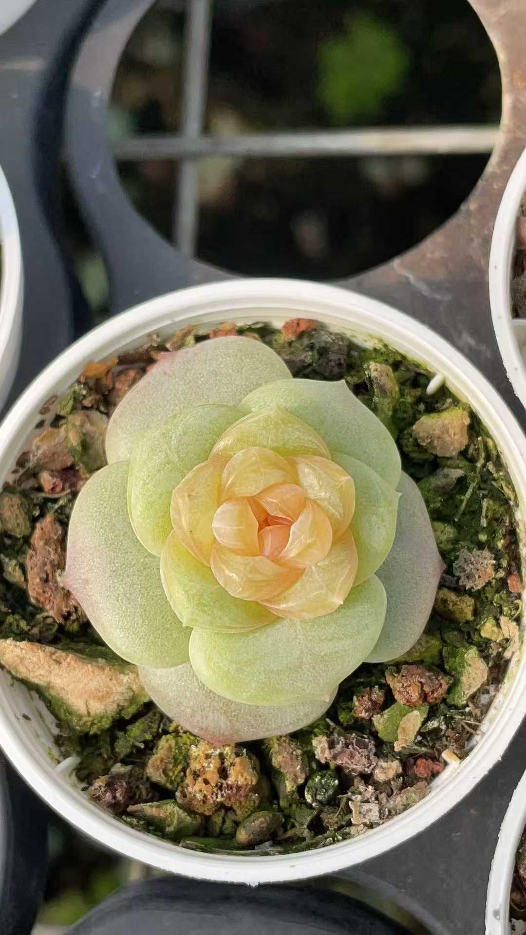 多肉植物 ダイダイシー 54株セット 2号鉢 品番AE00039