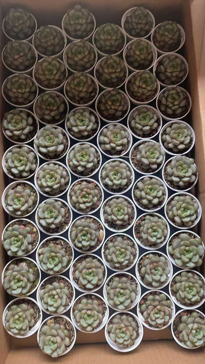 多肉植物 ブドウ 50株セット 2号鉢 品番AE00042