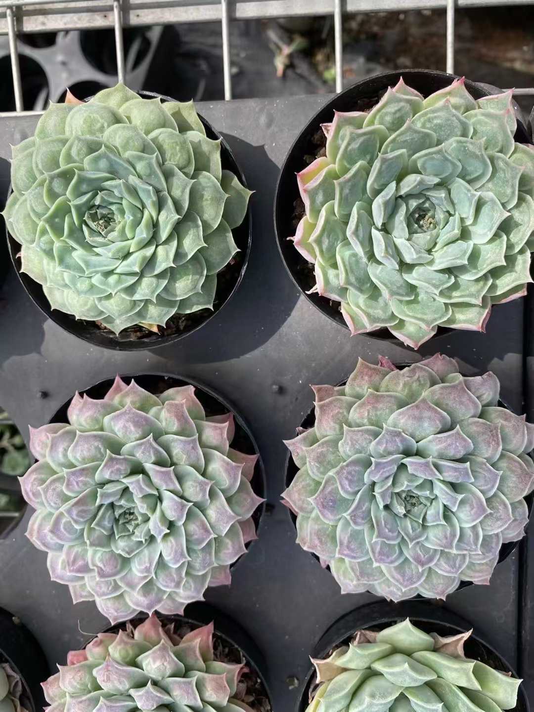 多肉植物 コブザイ 35株セット 3号鉢 品番AF00024