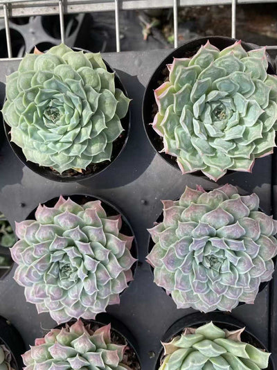 多肉植物 コブザイ 35株セット 3号鉢 品番AF00024