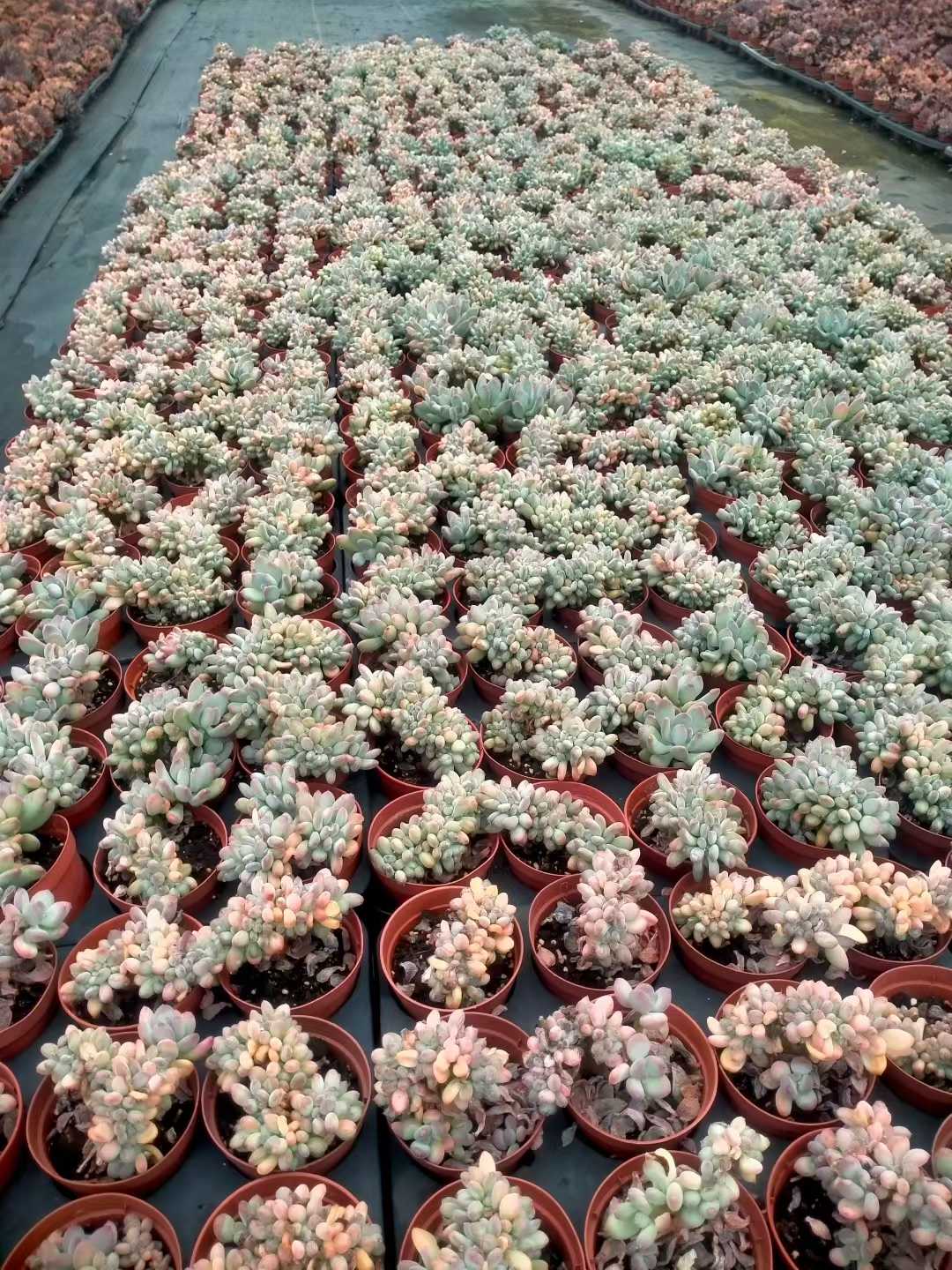 多肉植物 ミカヅキビジンテッカ 35株セット 3号鉢 品番ZG00014