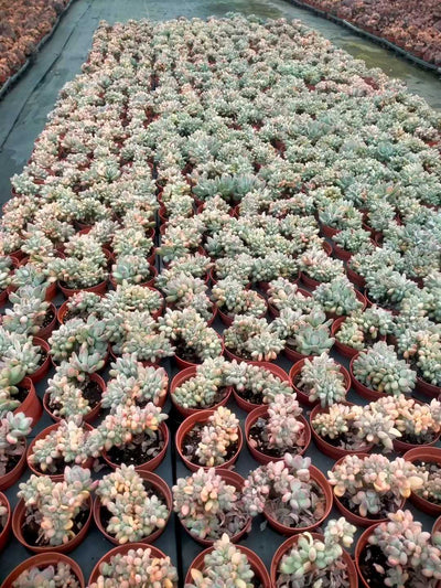 多肉植物 ミカヅキビジンテッカ 35株セット 3号鉢 品番ZG00014