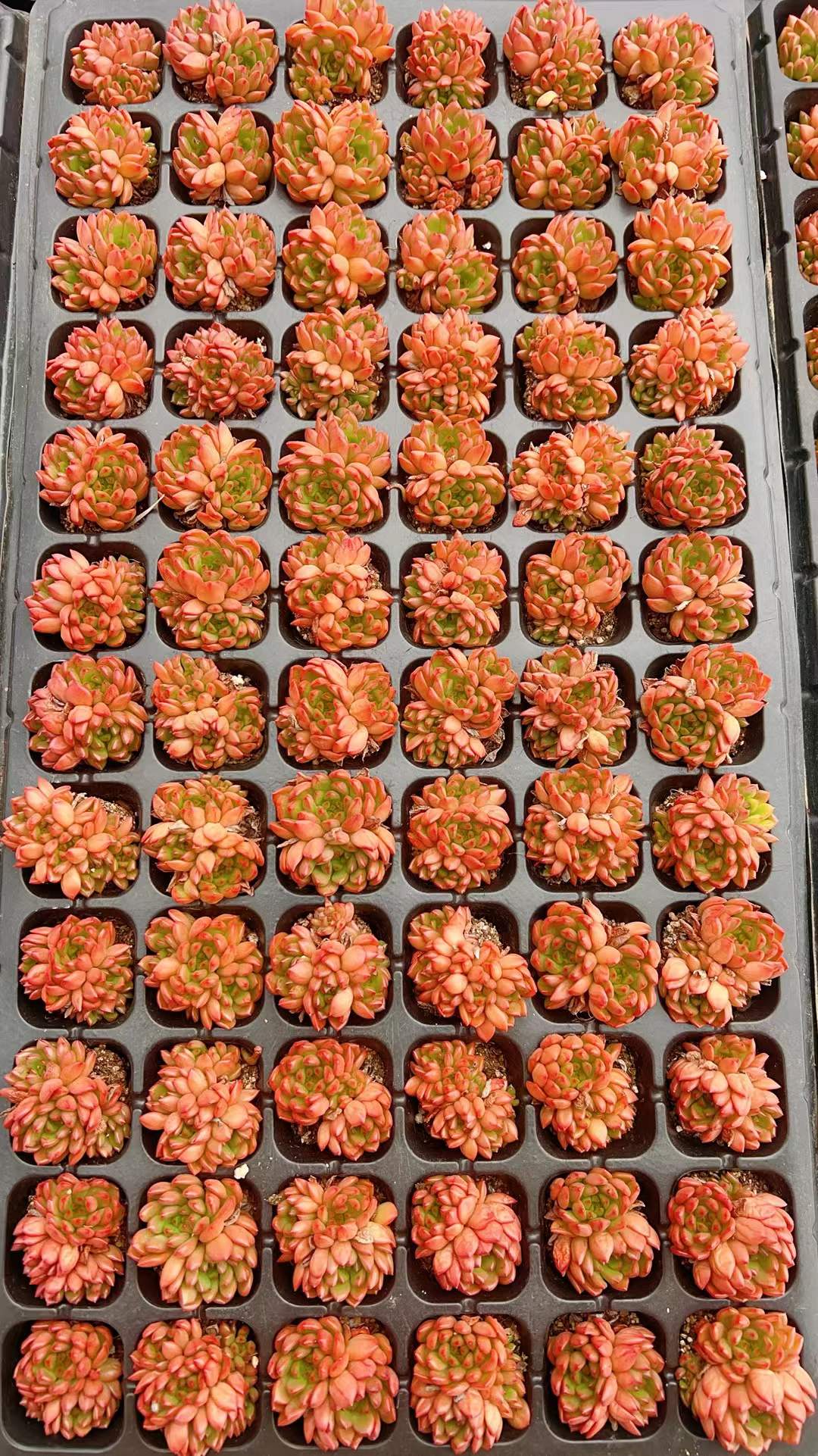 多肉植物 ルビークラスター 72株セット 品番AH00003