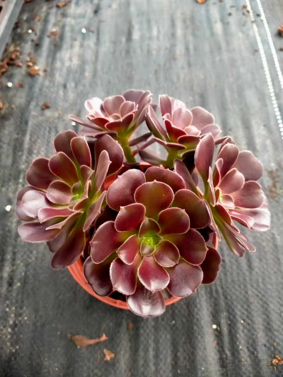 多肉植物 シヨウジョウ 24株セット 4号鉢 品番ZG00006